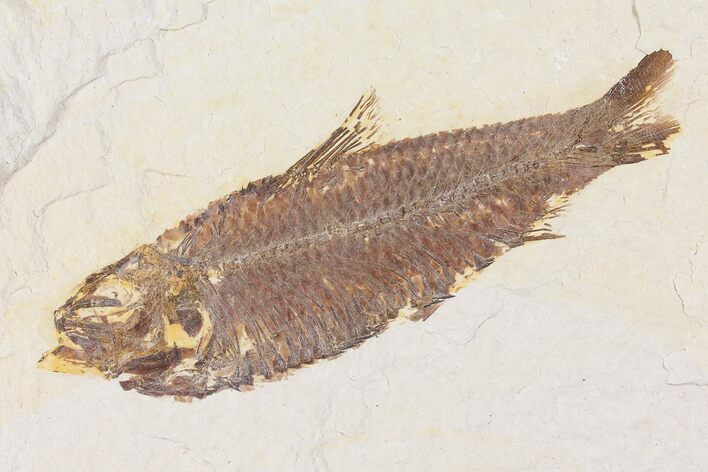 Fossil Fish (Knightia) - Wyoming #109958